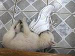 ねこ.jpg